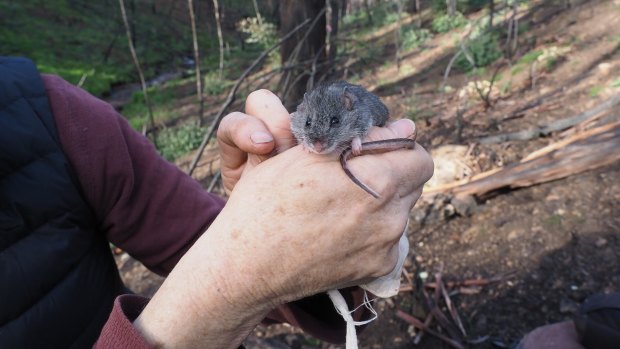 Bushfire damage means the endangered listing of the smoky mouse won't be upgraded, despite recent population gains. 