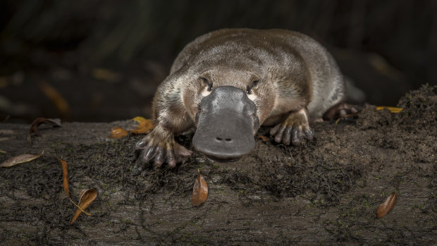 A platypus (Ornithorynchus anatinus), is released onto a log in Little Yarra River at Yarra Junction. 