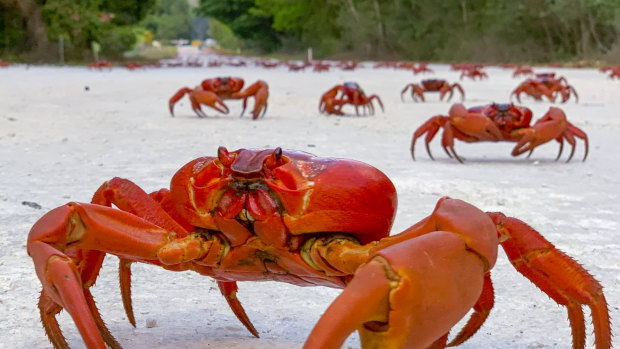 The red crab migration on Christmas Island.