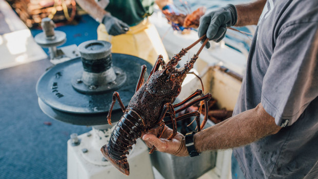 The state government has backed down on its rock lobster plan.