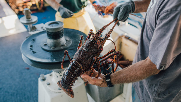 The government plan will keep back 1350 tonnes of lobster for the state to lease to the private sector for additional revenue.