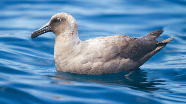 A sooty albatross. 