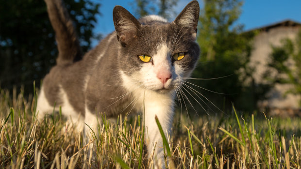 Domestic cats have a natural instinct to hunt and a Griffith University student wants to know what they are eating.