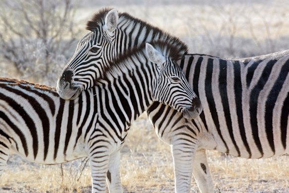 Zebra family in Etosha National Park, Namibia.