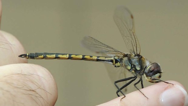 Dragonflies wings force bacteria to tear themselves a part.