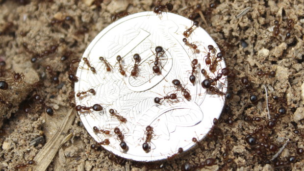 As ants march towards border, taxpayers face ‘significant’ bill to control spread