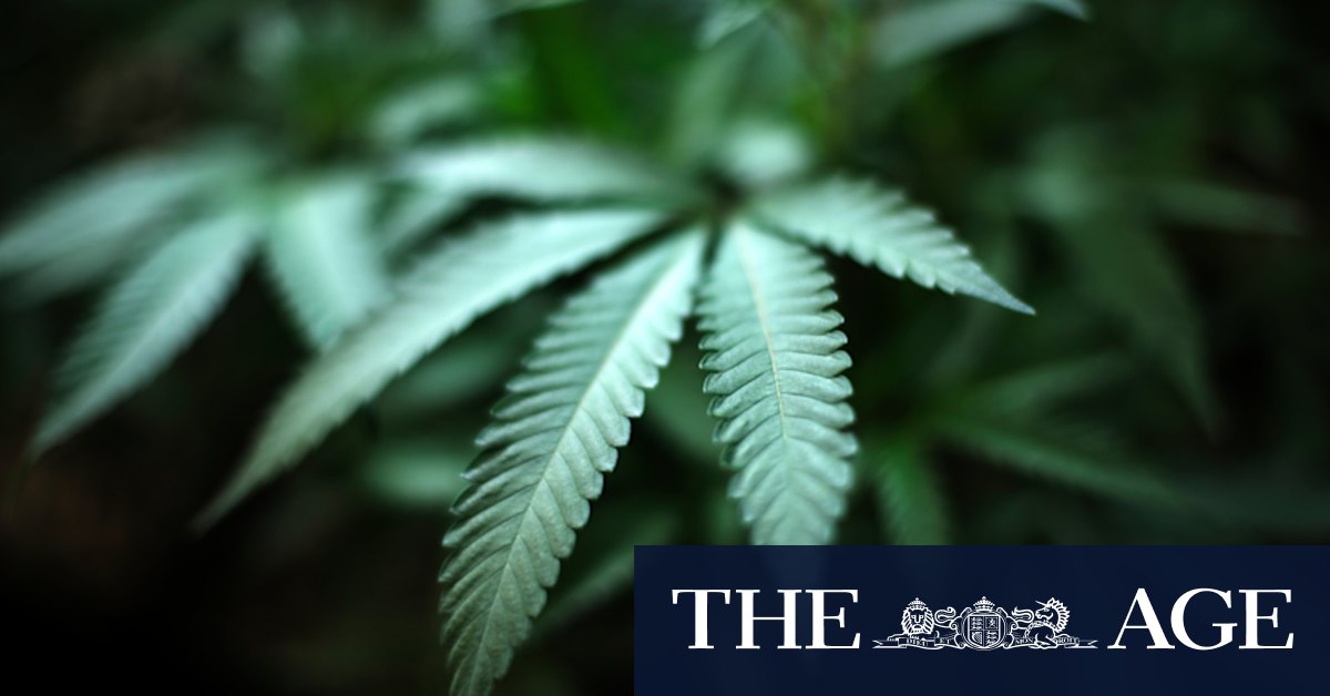 Millionaire entrepreneur accused of trafficking marijuana from his private jet - Vimarsana News