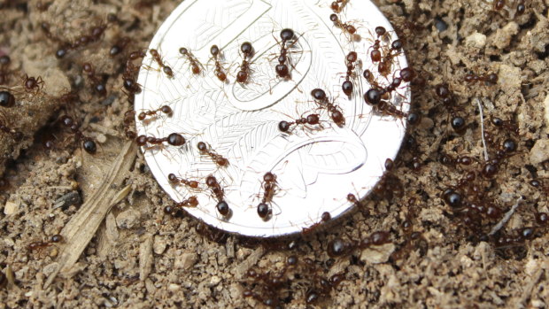 Fire ant nests found in NSW for first time sparking emergency response