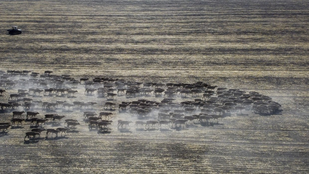 A mob of sheep stirs up the dust in a failed wheat crop near Moree  in November 2019.