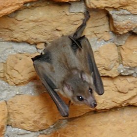 The viruses were discovered in a species of fruit bat called Leschenault’s rousette.