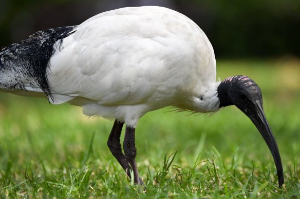 The white ibis, also known as 'bin chicken', is being increasingly driven to metropolitan areas due to a lack of water in the regions. 
