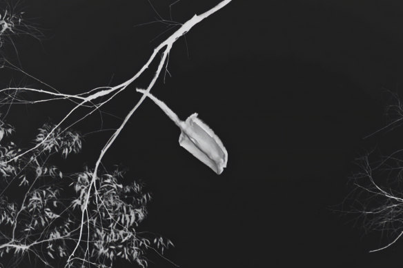 A nocturnal image of the endangered greater glider at Tallaganda state forest in NSW.