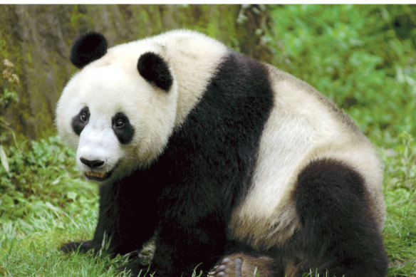 Wang Wang is the male panda at Adelaide Zoo.