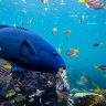 Blue gropers: How Sydney fell in love with the puppy dog of the sea