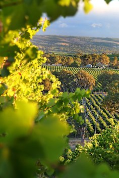 McLaren Vale in South Australia is a wine region beautiful vineyards. McLaren Vale in South Australia is a wine region with beautiful vineyards.
iStock image downloaded under the Good Food team account (contact syndication for reuse permissions).