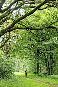 2BKREFG France, Ille-et-Vilaine, Paimpont, walker in the Broceliande forest Credit: Alamy
one time use for Traveller only
FEE APPLIES
traveller 10 most magical forests brian johnston
