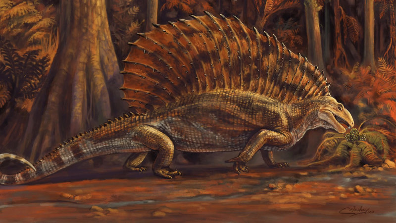 Herbivorous reptile shop