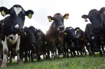 Synlait Milk guided to a full-year loss of up to $NZ30 million before todayâs announcement. 