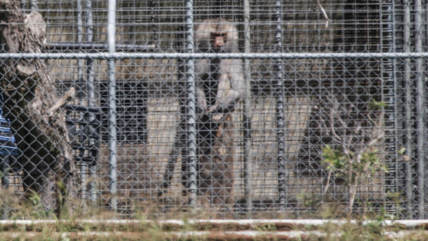 A baboon sits and looks out from behind security fencing at the National Health and Medical Research Council facility in Wallacia in Sydney's west in a file picture.