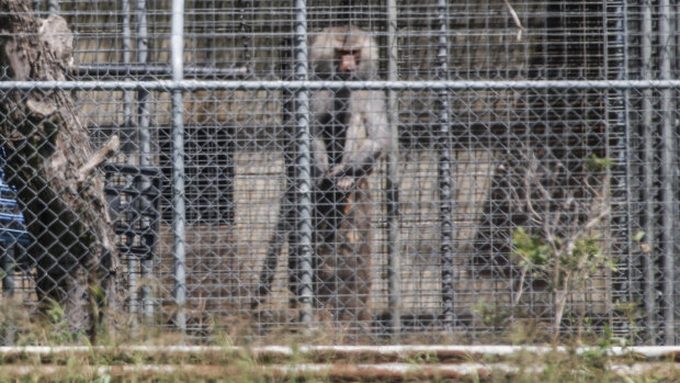 A baboon sits and looks out from behind security fencing at the National Health and Medical Research Council facility in Wallacia in Sydney's west in a file picture.