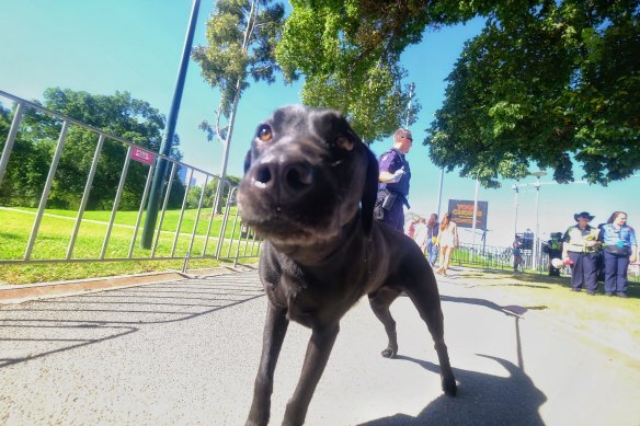A police sniffer dog at the Sidney Myer Music Bowl in 2019.