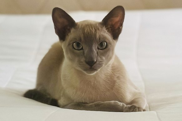 Cats rate highly on the love lists