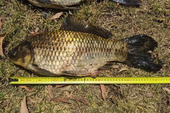 A feral fish caught in Blue Lake Park in Joondalup could be the world’s longest specimen ever captured.