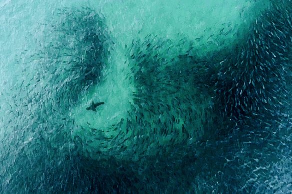 A great white shark approaching a huge school of salmon close to shore at Tamarama Beach. 