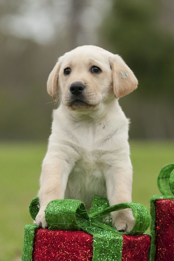 A Christmas puppy could sound great on paper, but make sure it’s something they really want.