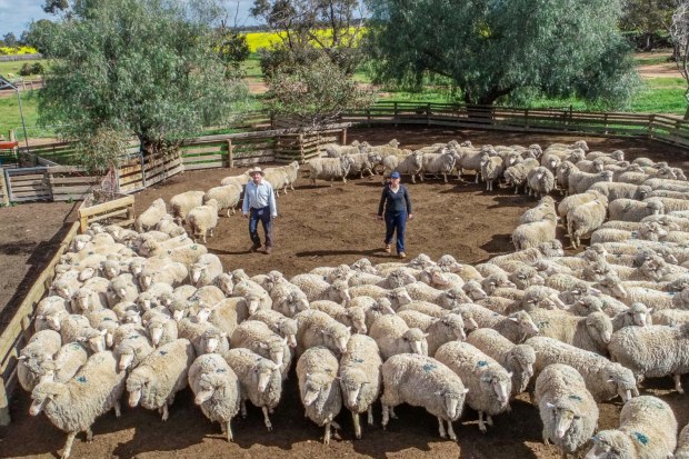 Shearers australia new arrivals