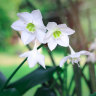 Consider the Eucharis(t): an aptly named flower to dress up your Easter