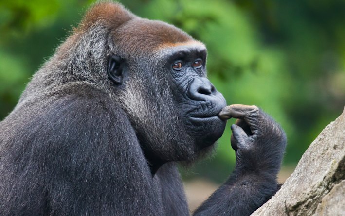 I’m just a creature of habit. Sometimes that creature is a gorilla