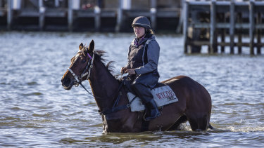 Handler Ellen Oliver takes Tralee Rose for a dip.