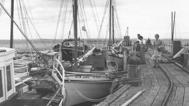 Couta boats lined up at the San Remo Fishersman's Co-operative in the early days. 