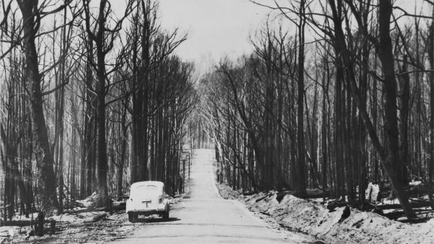 Scorched trees line Black's Spur road between Healesville and Marysville.