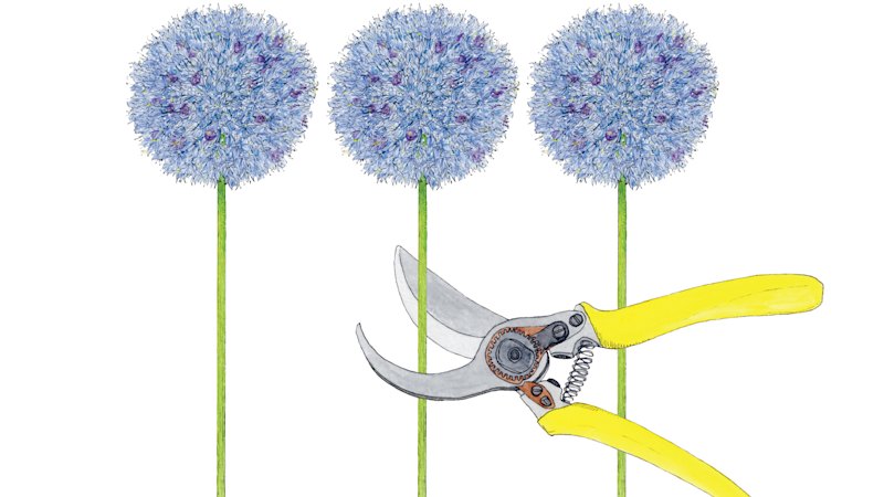 How to fill your house with cut flowers all year, including winter