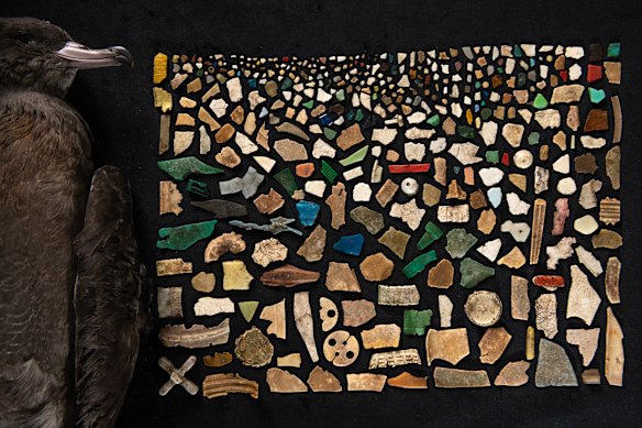 This mosaic shows the plastic found in the stomach of a single bird, a fledgling in 2023.