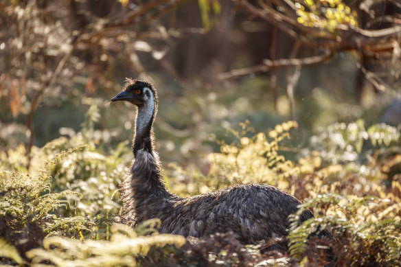 An emu in The Briars wildlife reserve, Mount Martha.