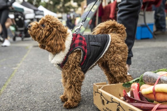 Puffer jackets and dogs will return to the grounds of the Abbotsford Convent with the comeback of the farmers market. 