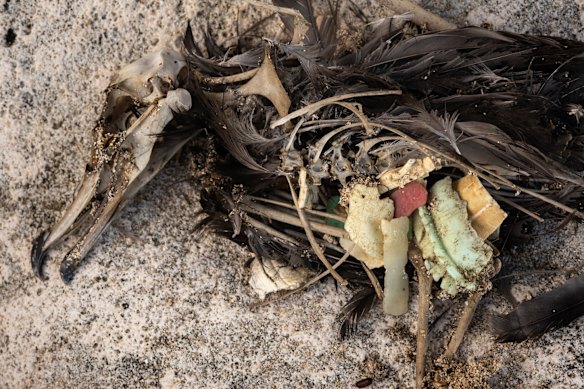 An adult flesh-foooted shearwater (Puffinus carnipes) impacted by marine plastics on Lord Howe Island.