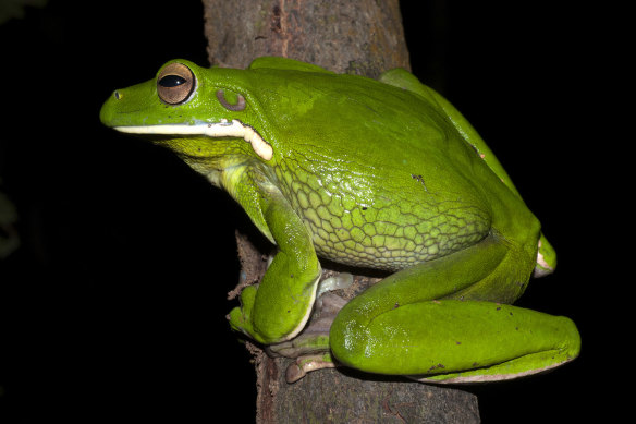 The white-lipped tree frog is one of the amphibian species that seems to cope with human disruptions so far. 