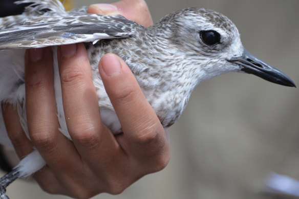 A Grey Plover stays calm in the hand of Taiwanese ecologist Emilia Lai at Bald Hill, Gulf St Vincent, SA.