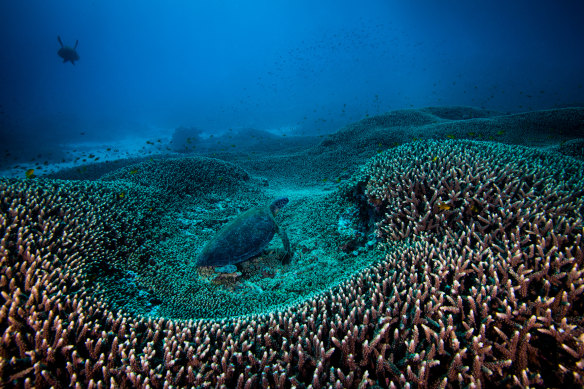 The Great Barrier Reef has had its outlook downgraded in a further sign that scientists fear for the future of the world's largest reef system as climate change and other threats mount.