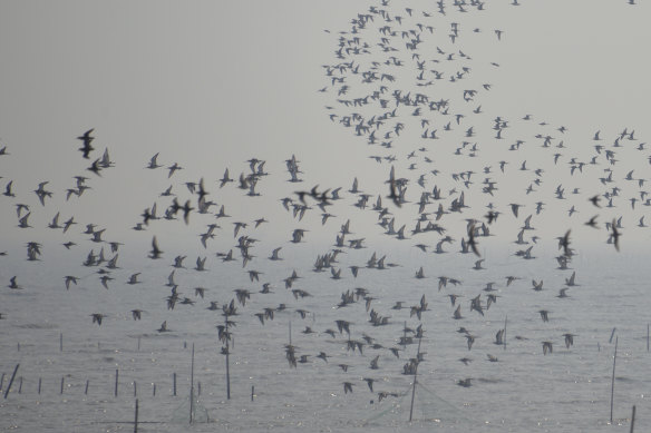 Flocks of shorebirds take wing in the early morning on the Yellow Sea, China.