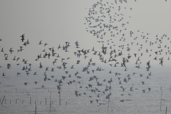 Flocks of shorebirds take wing in the early morning on the Yellow Sea, China.