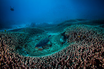 The Great Barrier Reef has had its outlook downgraded in a further sign that scientists fear for the future of the world's largest reef system as climate change and other threats mount.