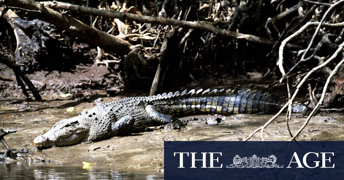 Man is bitten by crocodile in Far North Queensland - Vimarsana News