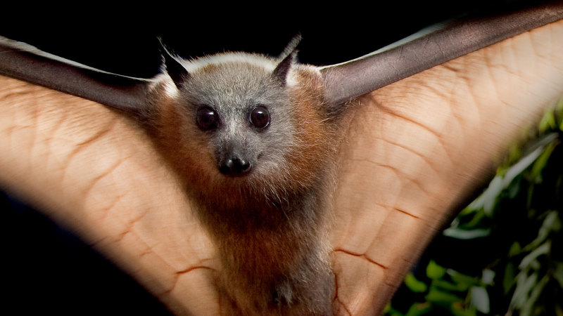 Why bats are one of Australia's most important endangered species