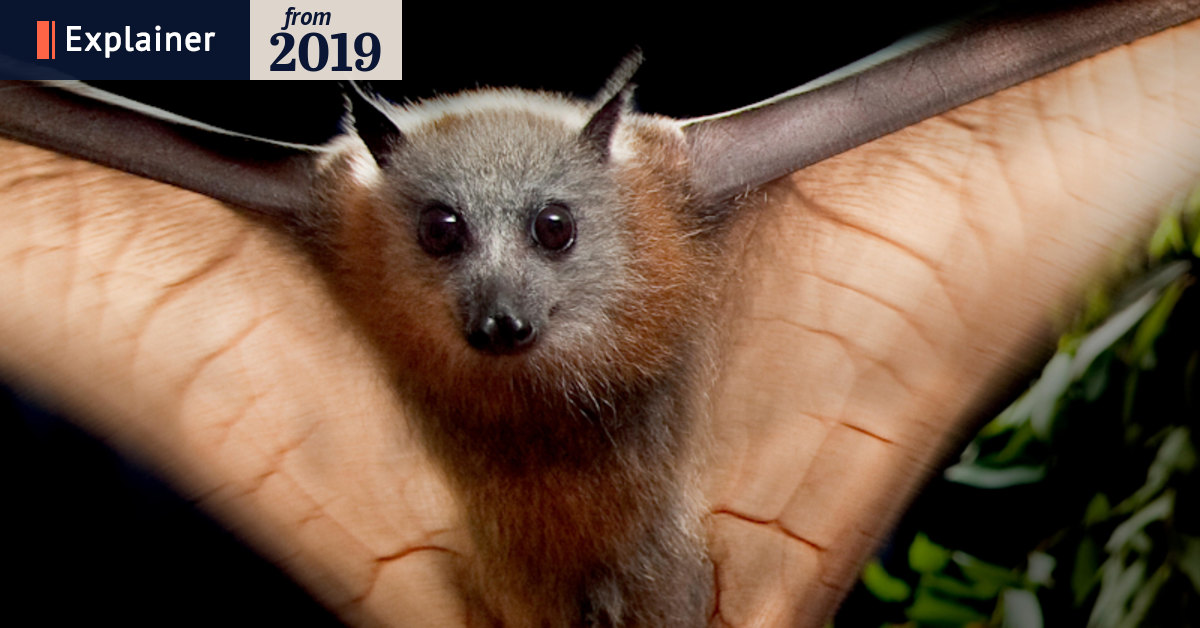 Why bats are one of Australia