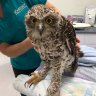 This sick powerful owl is believed to have eaten a poisoned animal.